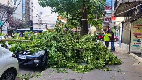 Enorme rama de árbol cae por el viento y rompe vehículo estacionado en pleno centro de Concepción