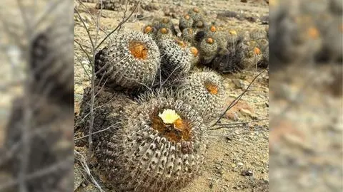 Tribunal italiano sentencia a “pirata de los cactus” a 18 meses de prisión y a una multa de más de 26 millones por tráfico ilegal