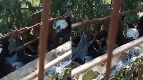 Persona en situación de calle sufre brutal golpiza de parte de guardias municipales en Viña del Mar