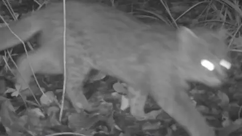 ¡Registran por primera vez una guiña en el Santuario de la Naturaleza de la península de Hualpén!