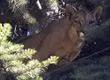 Denuncian presunto ataque de Puma a animales domésticos en Lota