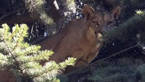 Denuncian presunto ataque de Puma a animales domésticos en Lota