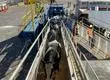 2.500 Vaquillas salen desde el Biobío a Malasia tras certificación del SAG