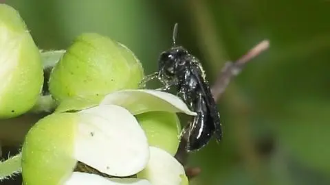 Descubren nueva especie de himenóptero: La abeja de color negro de Hawái