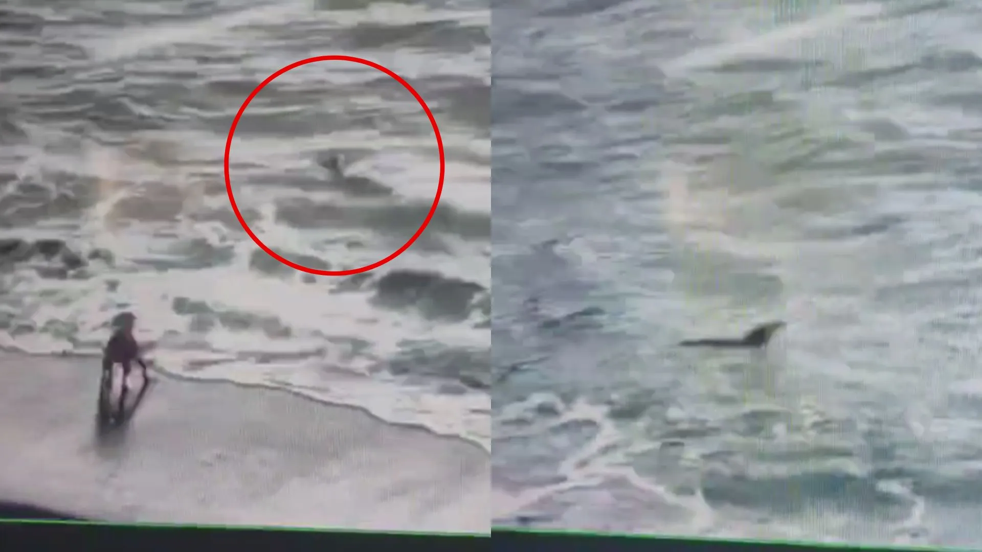 VIDEO | Tiburón es captado por cámaras de televigilancia en la Caleta Lenga de Hualpén