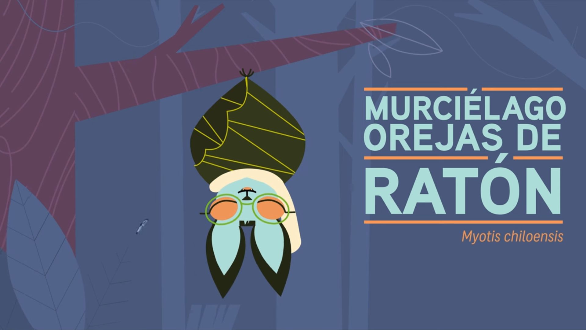 Murciélago “ninja”: El curioso superpoder del orejas de ratón que protagoniza el entretenido capítulo de Voces del Bosque