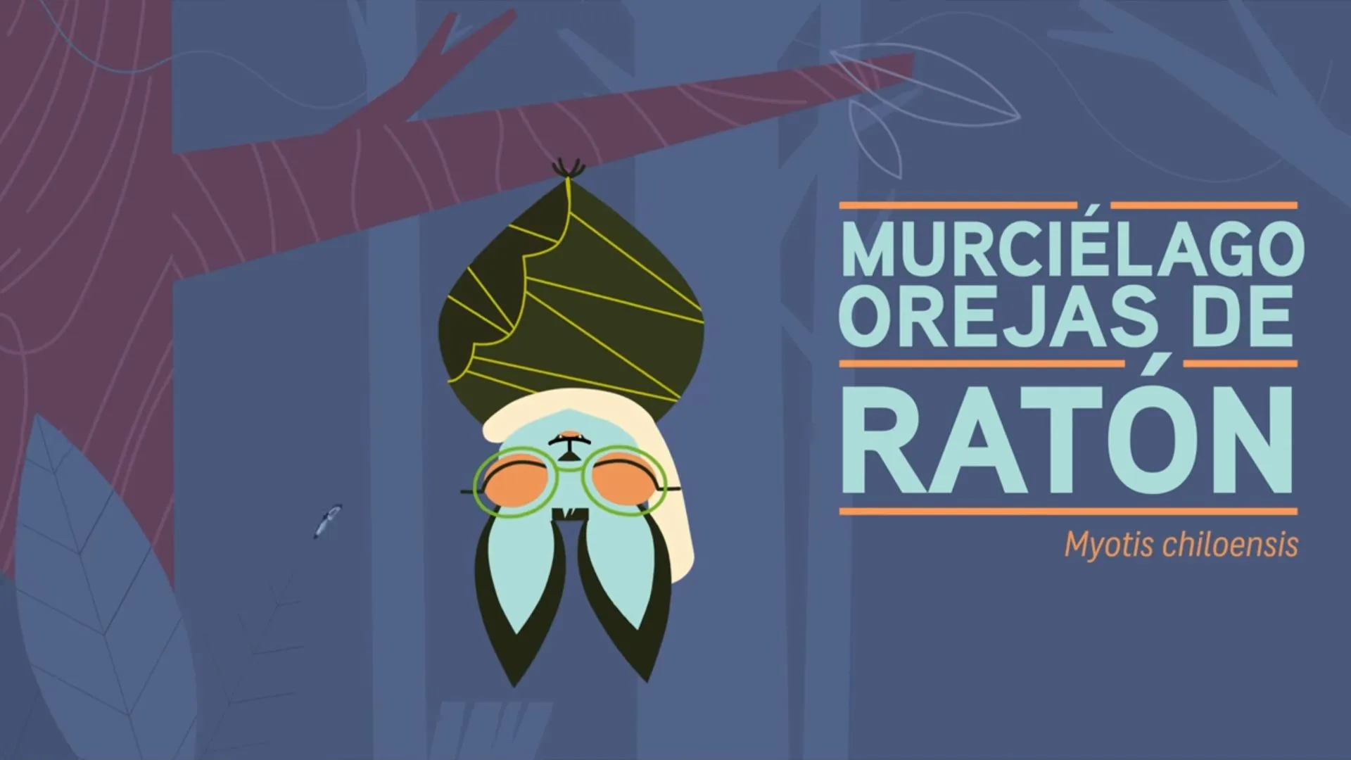 Murciélago “ninja”: El curioso superpoder del orejas de ratón que protagoniza el entretenido capítulo de Voces del Bosque