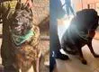 Perrita policial “Fiona” captura a prófugo de la justicia durante fiscalización en Quillota