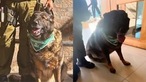 Perrita policial “Fiona” captura a prófugo de la justicia durante fiscalización en Quillota