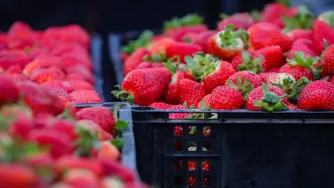 Encuentran rara enfermedad en frutillas de Chile: La esparce “una especie no clasificada taxonómicamente”