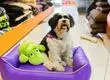 Famosa multitienda chilena sorprende con anuncio de nueva marca exclusiva para mascotas