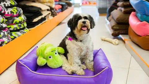 Famosa multitienda chilena sorprende con anuncio de nueva marca exclusiva para mascotas