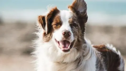 ¿Qué factores deberías tener en cuenta para elegir la alimentación de tu perro?