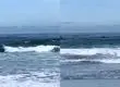 Avistamiento de orcas en Cobquecura sorprende a visitantes y potencia turismo local