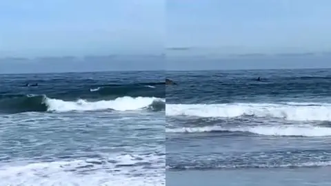 Avistamiento de orcas en Cobquecura sorprende a visitantes y potencia turismo local