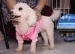 El perrito que llegó a revitalizar las terapias psiquiátricas en el Hospital Regional de Concepción