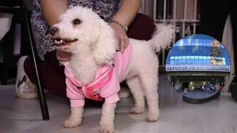 El perrito que llegó a revitalizar las terapias psiquiátricas en el Hospital Regional de Concepción