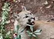 SAG comenzó diligencias: Encuentran puma desmembrado en el Parque Nacional Torres del Paine