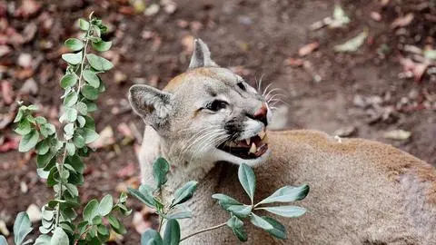 SAG comenzó diligencias: Encuentran puma desmembrado en el Parque Nacional Torres del Paine