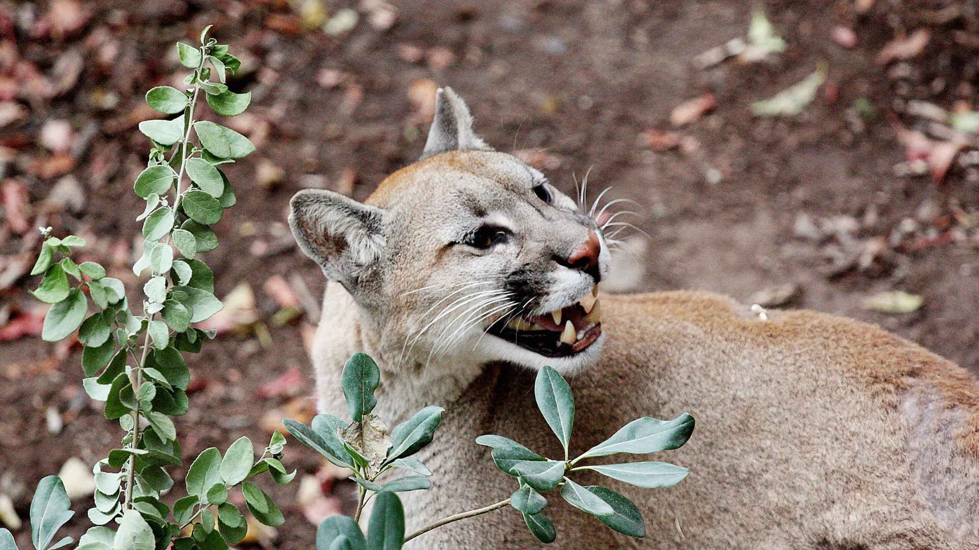 SAG comenzó diligencias: Encuentran puma desmembrado en el Parque Nacional Torres del Paine