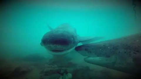 Tiburones en Tierra del Fuego: guardianes del ecosistema insular