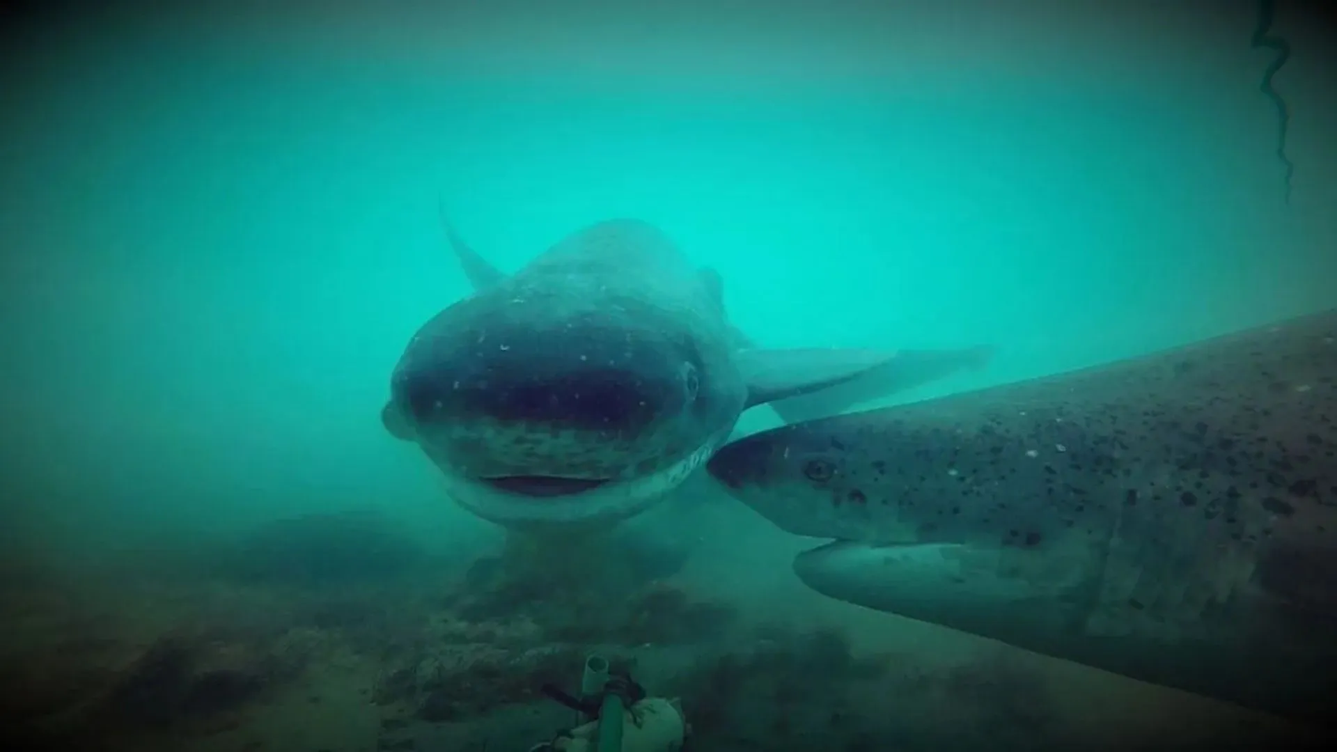 Tiburones en Tierra del Fuego: guardianes del ecosistema insular
