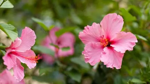 9 plantas que podrían verse afectadas por el frío del invierno en Chile