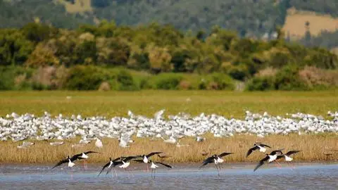 Día Mundial de las Aves Migratorias 2025: ¿Qué aves podemos encontrar en Chile?