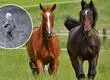 Niño de 4 años muere tras patada de caballo en Vichuquén: Iba en compañía de su abuelo