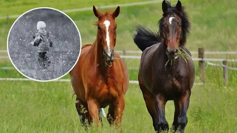 Niño de 4 años muere tras patada de caballo en Vichuquén: Iba en compañía de su abuelo