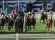 Suspenden jornada de carreras en Hipódromo de Chile por accidente que dejó un caballo muerto y múltiples jinetes heridos