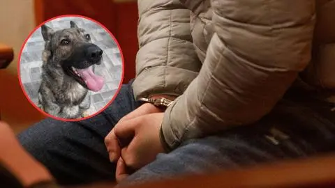 Justicia resuelve que hombre condenado por matar a perro en Punta Arenas nunca podrá volver a tener una mascota