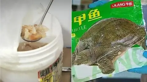 Estas eran las raras especies que vendía el supermercado que fue clausurado en el barrio Meiggs