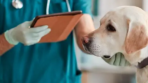 Histórica Clínica Veterinaria de San Pedro de la Paz sufrió cuantioso robo: Pérdida estaría avaluada en $40 millones