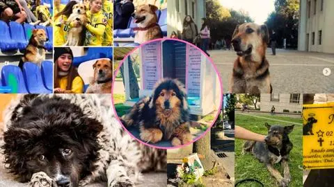 10 imperdibles historias por el Día del Perro Sin Raza en Gran Concepción: Ejemplos de resiliencia frente al abandono