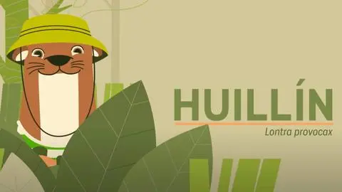 Huillín: El mamífero acuático que habita en los ríos y estuarios de Chile