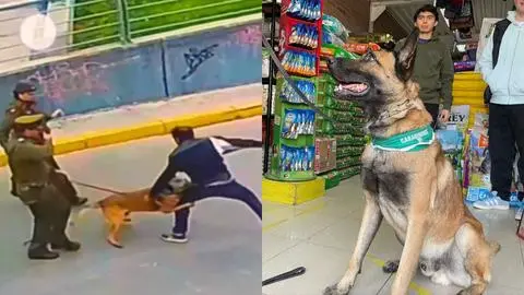 Curicó tiene un héroe y se llama Jack: El perrito de Carabineros que logró detener a un delincuente
