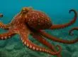 Científicos chilenos señalan a Antofagasta como clave para la conservación del pulpo del norte