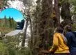 El árbol más antiguo del mundo está en peligro por reapertura de carretera en Chile