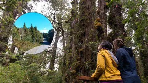El árbol más antiguo del mundo está en peligro por reapertura de carretera en Chile