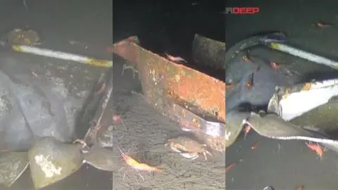 Revelan videos de los restos de la Bruma en el fondo del mar: “No teníamos fortaleza emocional para poder verlos”