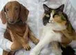 Sobrepeso en perros y gatos: Recomiendan no alimentar desde la emoción