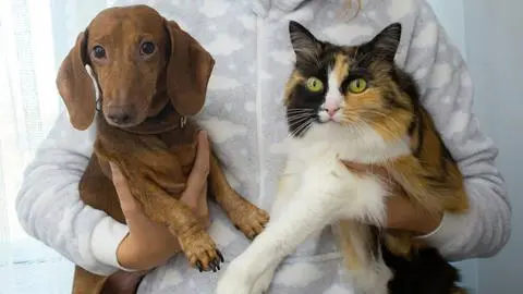 Sobrepeso en perros y gatos: Recomiendan no alimentar desde la emoción