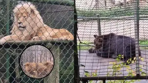 Denuncian al zoológico de Concepción por animales que estarían en precarias condiciones