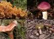 Micólogo recomienda hongos comestibles que puedes encontrar esta temporada en el Biobío
