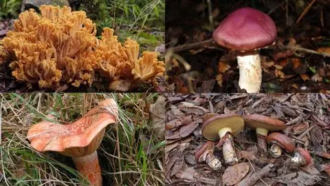 Micólogo recomienda hongos comestibles que puedes encontrar esta temporada en el Biobío