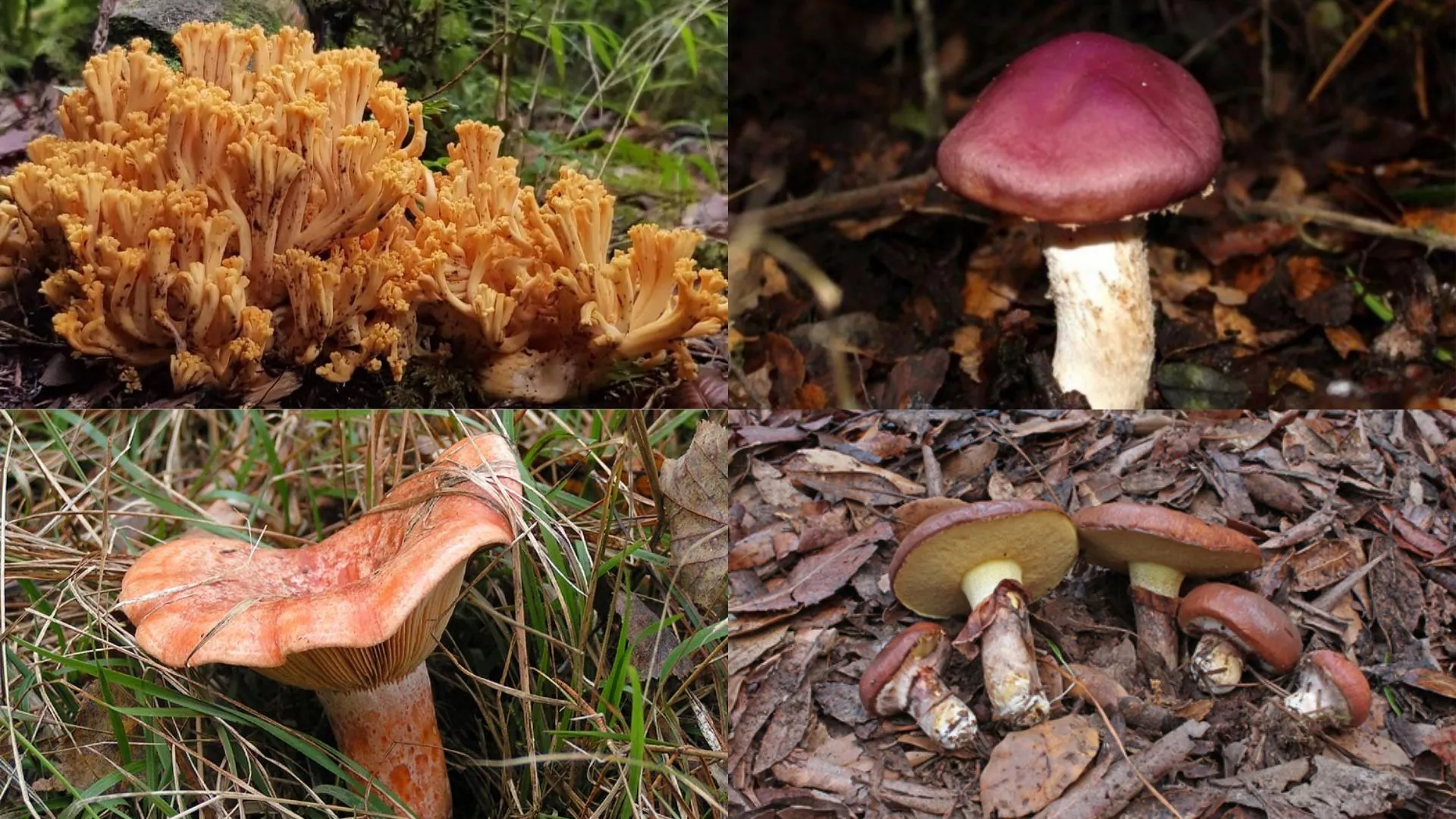 Micólogo recomienda hongos comestibles que puedes encontrar esta temporada en el Biobío
