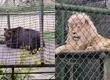 Tras denuncia por estado de los animales: Zoológico de Concepción asegura que reciben felicitaciones del SAG por sus cuidados