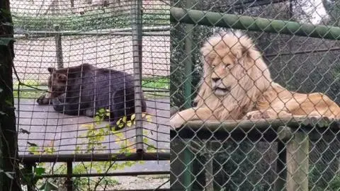 Tras denuncia por estado de los animales: Zoológico de Concepción asegura que reciben felicitaciones del SAG por sus cuidados