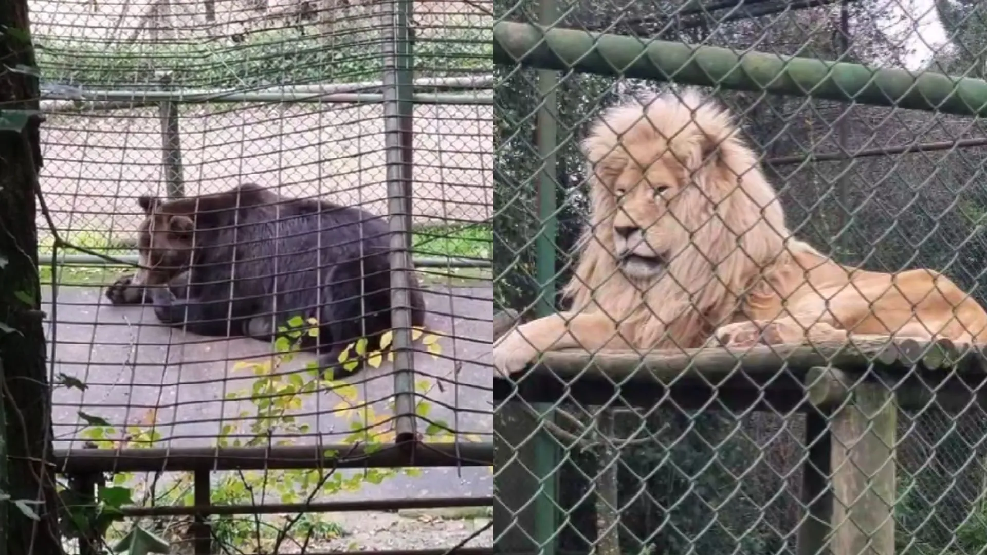 Tras denuncia por estado de los animales: Zoológico de Concepción asegura que reciben felicitaciones del SAG por sus cuidados